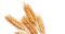 Wheat PNG Pic