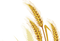 Wheat PNG Picture