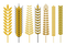 Wheat PNG