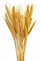 Wheat Transparent