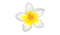 White Frangipani PNG Clipart