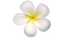 White Frangipani PNG File