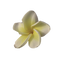 White Frangipani PNG Free Download