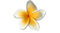 White Frangipani PNG HD Image