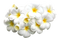 White Frangipani PNG Image