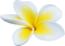 White Frangipani PNG Picture