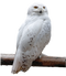 White Owl PNG