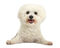 White Poodle PNG Clipart