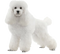 White Poodle PNG File