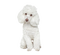 White Poodle PNG Free Download