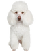 White Poodle PNG Free Image