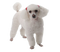 White Poodle PNG Image