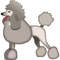 White Poodle PNG Picture