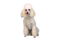 White Poodle PNG