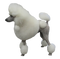 White Poodle Transparent