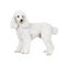 White Poodle