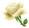 White Rose PNG Image