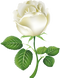 White Rose