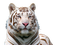 White Tiger Free Download PNG