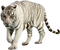 White Tiger Free PNG Image