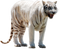 White Tiger PNG Clipart