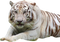 White Tiger PNG HD