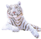 White Tiger PNG Picture