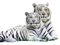 White Tiger PNG