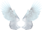 Wings Angel PNG