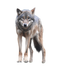 Wolf Download PNG