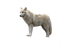 Wolf Free Download PNG