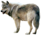 Wolf Free PNG Image