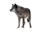 Wolf High-Quality PNG