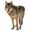 Wolf PNG Clipart