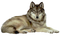 Wolf PNG File