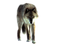 Wolf PNG Image