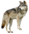 Wolf PNG Images