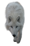 Wolf PNG Picture