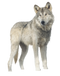 Wolf PNG