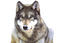 Wolf Transparent