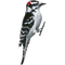 Woodpecker PNG Clipart