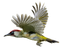 Woodpecker PNG Image