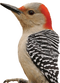 Woodpecker PNG