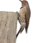 Woodpecker