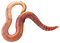 Worms PNG Clipart