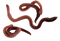 Worms PNG