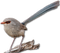 Wren PNG Image