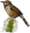 Wren PNG