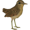 Wren Transparent