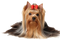 Yorkshire Terrier PNG File Download Free